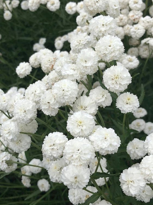 Yarrow the Pearl